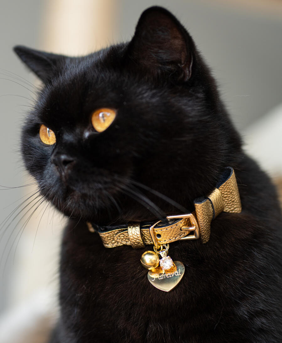Purrcival Cat