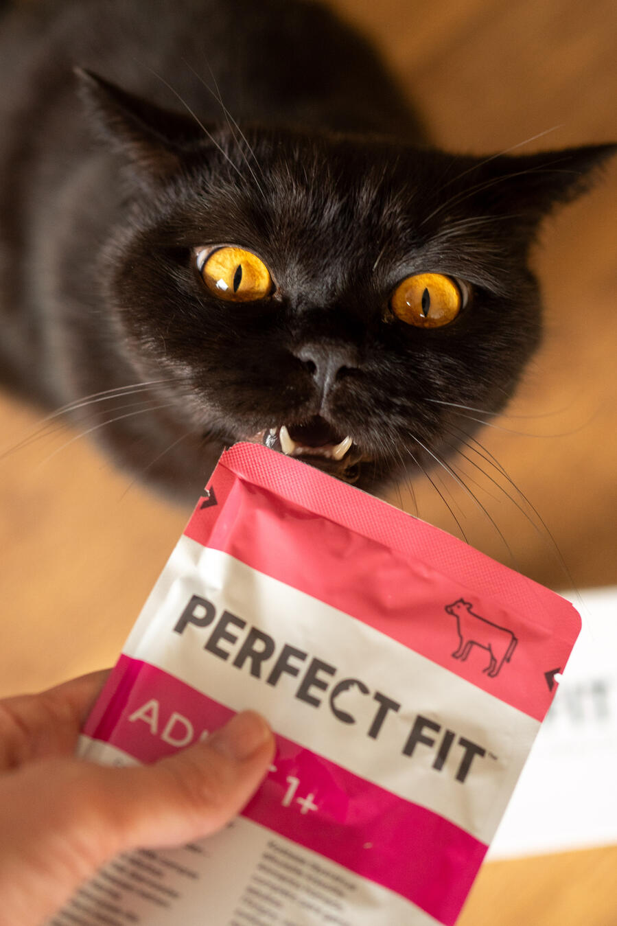 Cat Model - Purrfect Fit