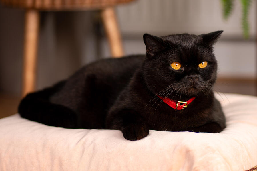 Cat Model - Purrfect Fit